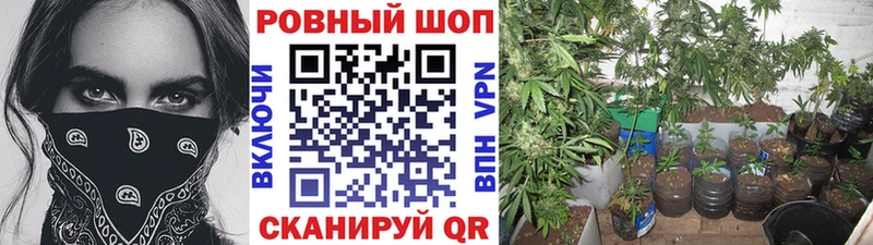 Виды наркоты Снежногорск Галлюциногенные грибы  ГАШИШ  Канабис  КОКАИН  СОЛЬ 